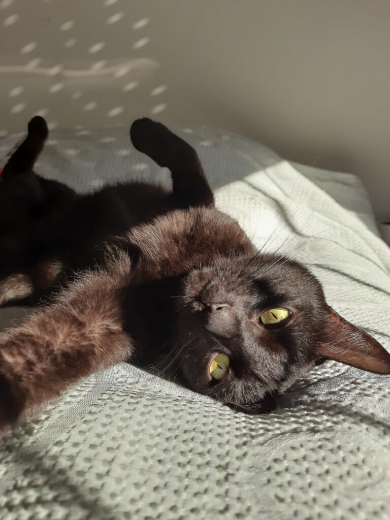 mika, my cat
