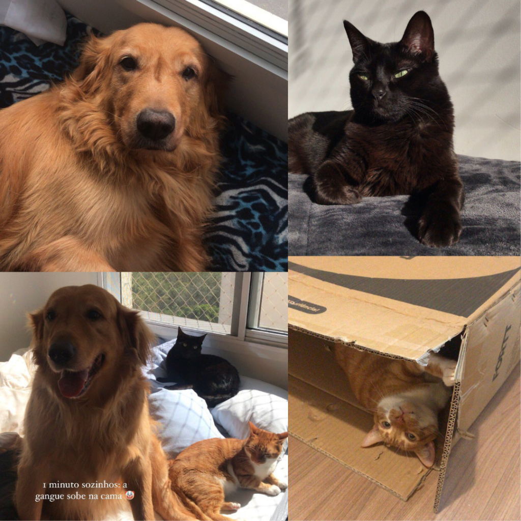 Diferent images with a golden dog, a black cat and a orange and white cat.