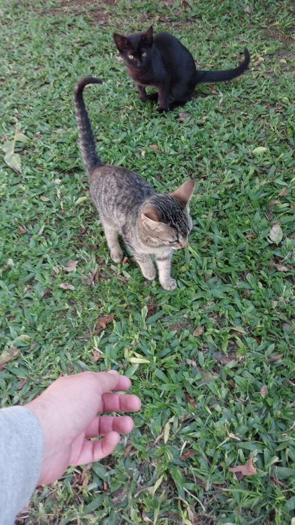 A pic with two kittens