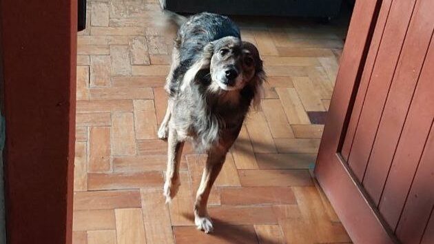 A pic of my dog Sasha