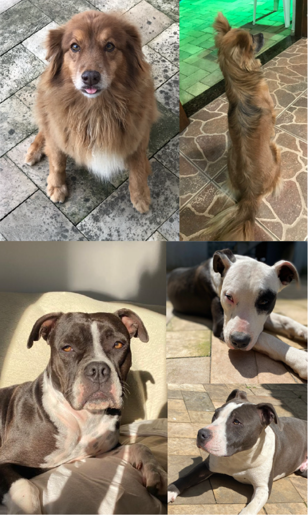A collage with 5 dogs: 2 furry brown dogs and 3 Pitbulls, two of them have black and white fur and one has grey and white fur.